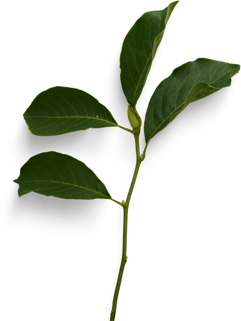 Isolated Cutout PNG