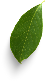 Isolated Cutout PNG